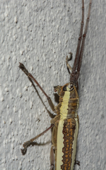 Neoptychodes trilineatus