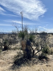 Yucca elata