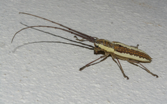 Neoptychodes trilineatus