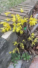 Forsythia × intermedia