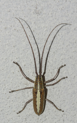 Neoptychodes trilineatus