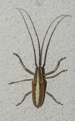 Neoptychodes trilineatus