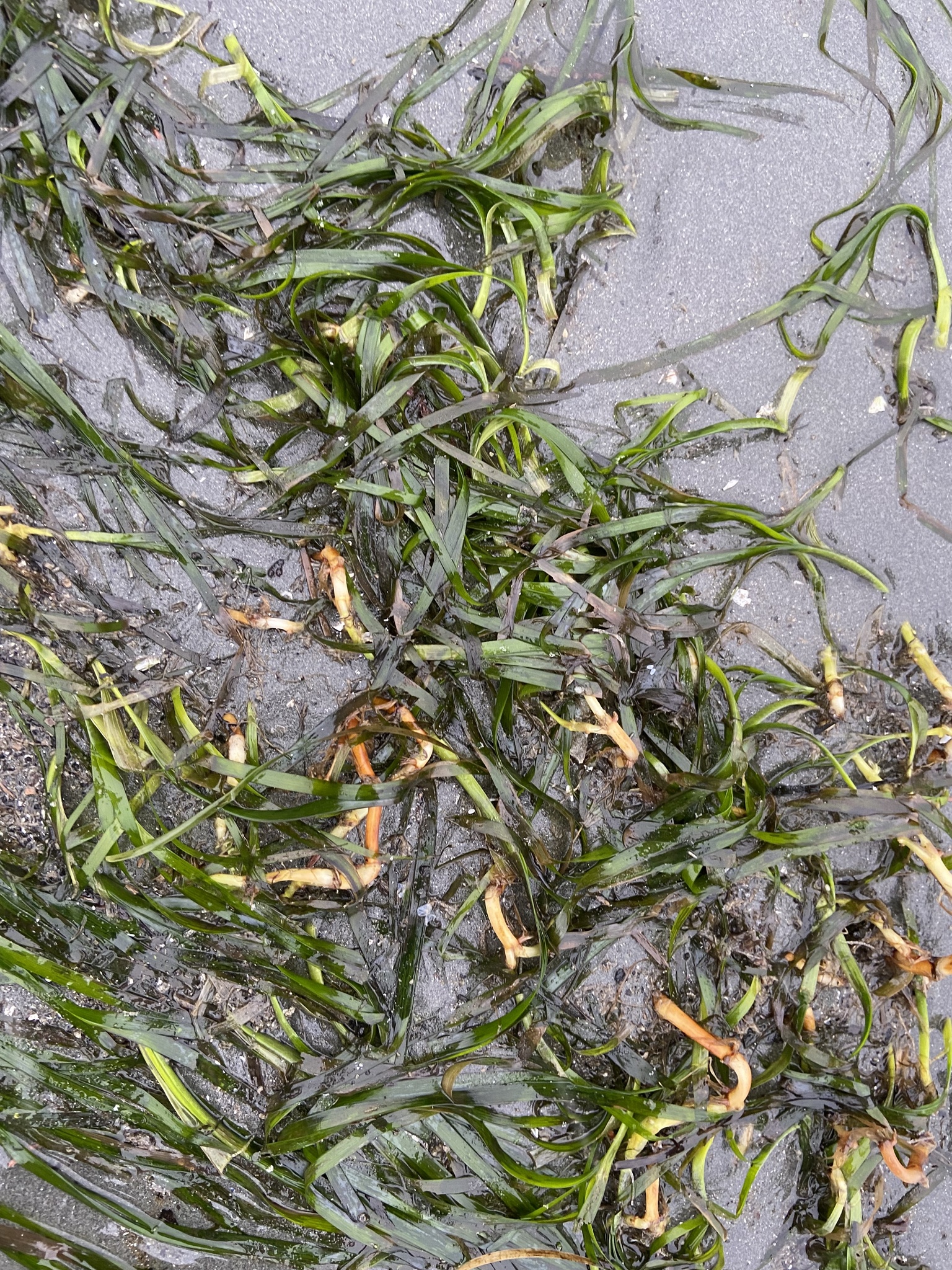 Zostera L.