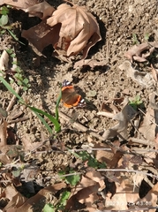 Vanessa atalanta