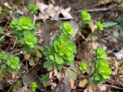 Euphorbia helioscopia