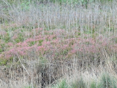 Centranthus ruber