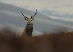Cervus elaphus elaphus
