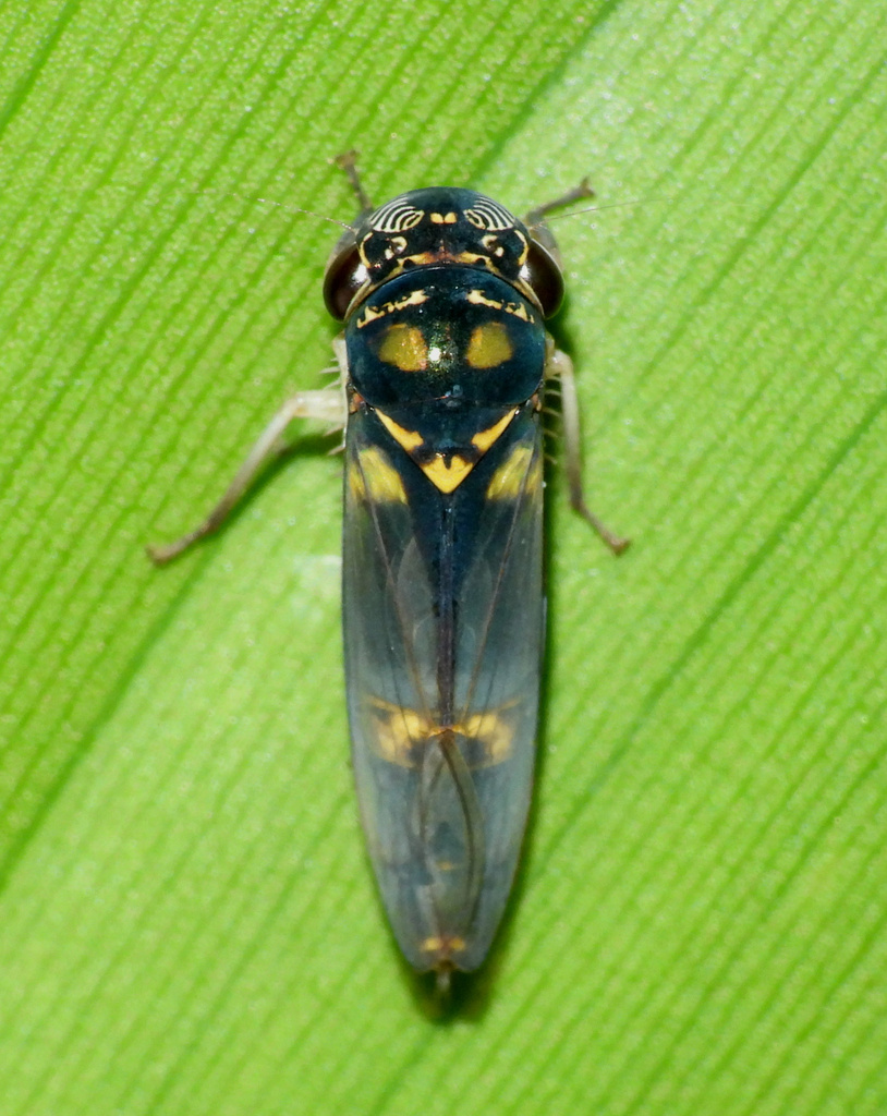 Dilobopterus demissus