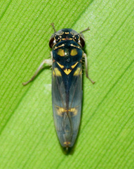 Dilobopterus demissus