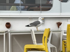 Larus michahellis michahellis