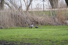 Gallinula chloropus