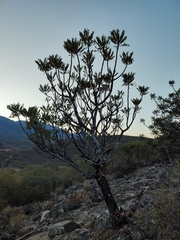 Pseudosmodingium virletii