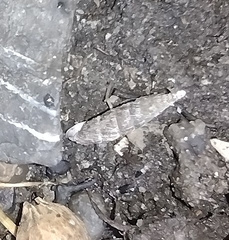 Alinda biplicata