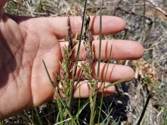 Poa pratensis pratensis