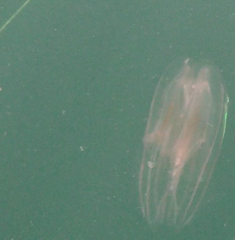 Leucothea multicornis