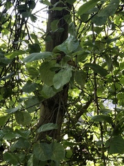 Alnus lusitanica