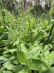 Rumex verticillatus