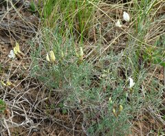 Astragalus ucrainicus