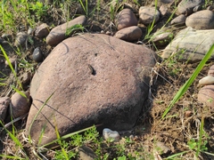 Aglais urticae