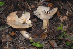 Lactarius mairei