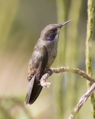 Colibri delphinae