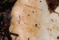 Lactarius mairei