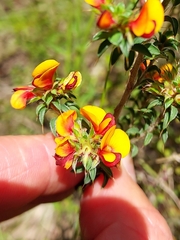 Pultenaea procumbens