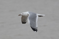 Larus argentatus mongolicus