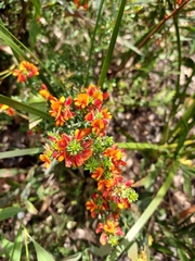 Pultenaea procumbens