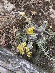Helichrysum italicum