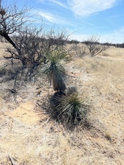 Yucca elata