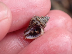 Paciocinebrina circumtexta