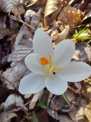 Crocus