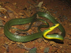 Chironius bicarinatus