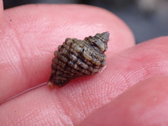 Paciocinebrina circumtexta