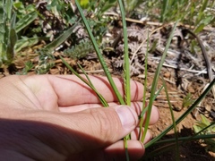 Poa pratensis pratensis