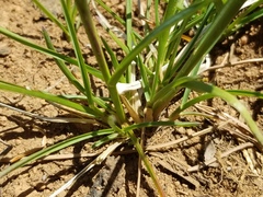 Poa pratensis pratensis