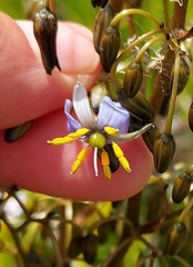 Dianella tasmanica