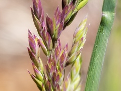 Poa pratensis pratensis
