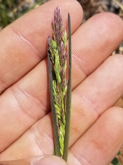 Poa pratensis pratensis