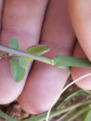 Poa pratensis pratensis