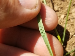 Poa pratensis pratensis