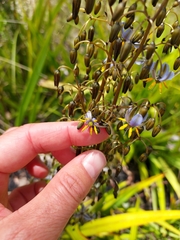 Dianella tasmanica