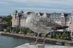 Larus