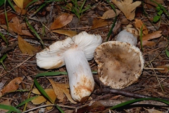 Russula sororia