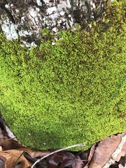 Chrysothrix xanthina