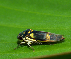 Dilobopterus demissus