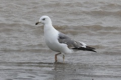 Larus argentatus mongolicus
