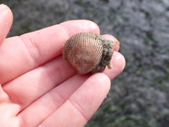 Dallocardia quadragenaria