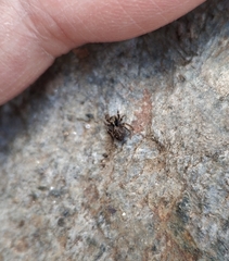 Salticidae